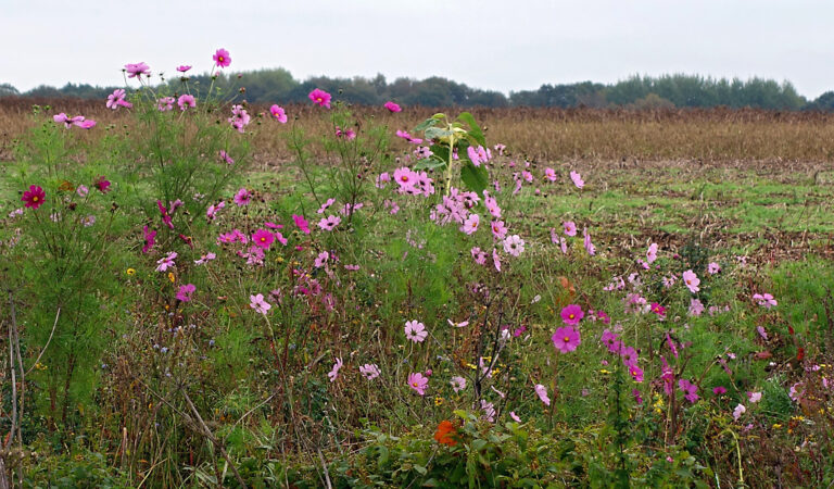 Titel van nieuwsbericht