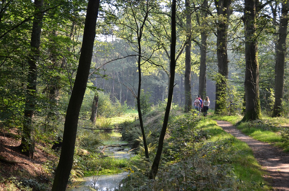 Foto: Saxifraga-Tom Heijnen