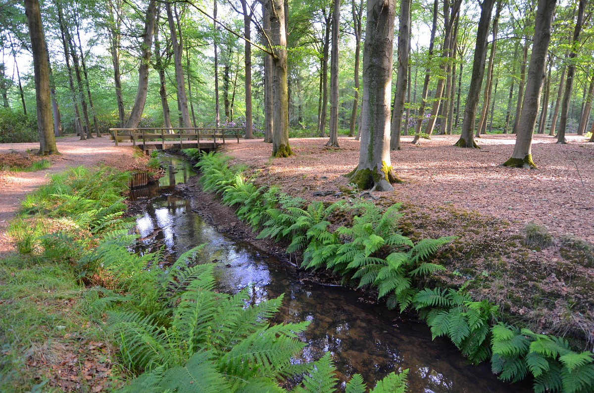 Foto: Saxifraga-Tom Heijnen