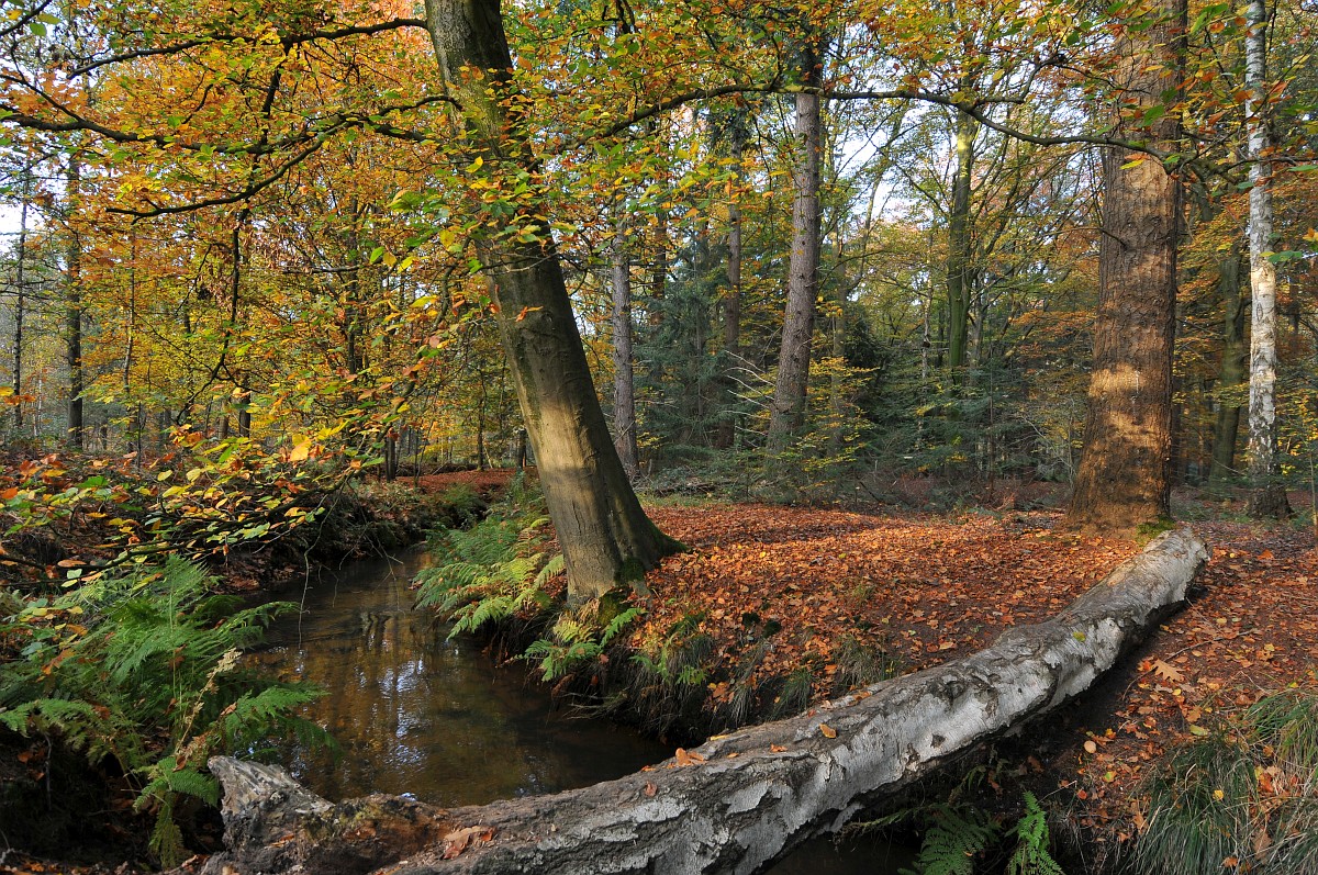 Foto: Saxifraga-Tom Heijnen